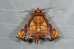 Penicillaria plusioides