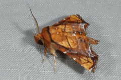 Penicillaria plusioides