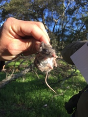 Peromyscus truei