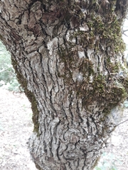 Quercus canariensis