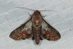 Aegilia sundascribens