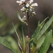 California Yerba Santa - Photo (c) gciracalnat, some rights reserved (CC BY-NC), uploaded by gciracalnat