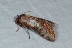 Aegilia sundascribens