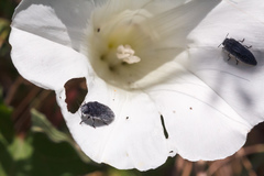 Acmaeodera cylindrica