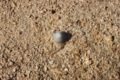 Mammillaria schumannii