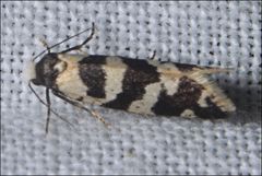 Lepidoscia characota