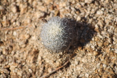 Mammillaria schumannii