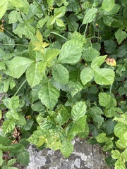 Rhus aromatica aromatica