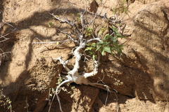 Ficus petiolaris palmeri