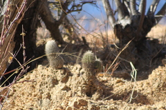 Echinocereus sciurus