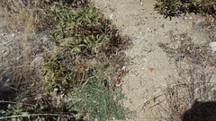 Acmispon heermannii heermannii