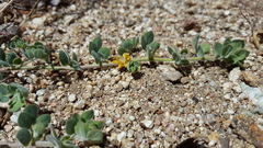 Acmispon heermannii heermannii
