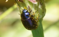 Chrysolina geminata
