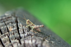 Melanoplus punctulatus