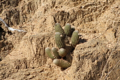 Echinocereus sciurus