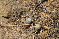 Mammillaria phitauiana