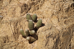 Echinocereus sciurus
