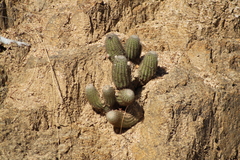 Echinocereus sciurus