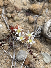 Dudleya brevifolia