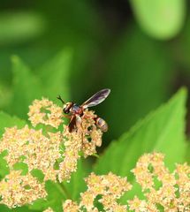 Physocephala marginata