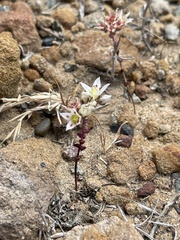 Dudleya brevifolia