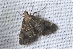 Arescoptera haplocala