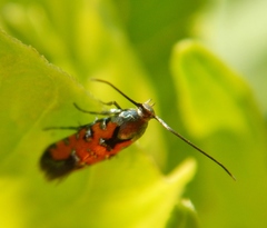 Neoheliodines nyctaginella