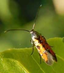 Neoheliodines nyctaginella