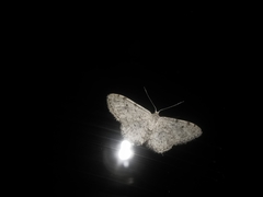 Idaea camparia