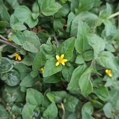 Calyptocarpus vialis