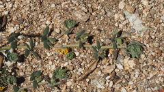 Acmispon heermannii heermannii