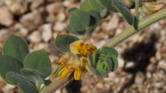 Acmispon heermannii heermannii