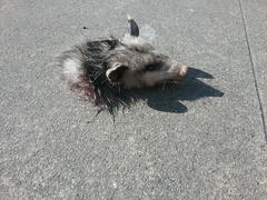 Didelphis virginiana