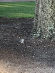 Sciurus carolinensis