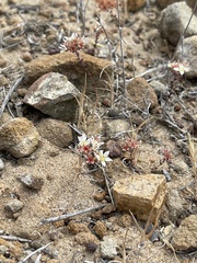 Dudleya brevifolia
