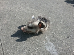 Didelphis virginiana