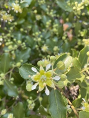 Quillaja