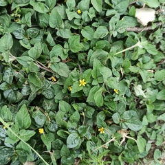 Calyptocarpus vialis