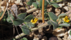 Acmispon heermannii heermannii