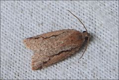 Meritastis