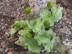Ranunculus pinguis