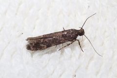 Glauce pectenalaeella