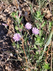 Lactuca graminifolia