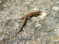 Podarcis pityusensis