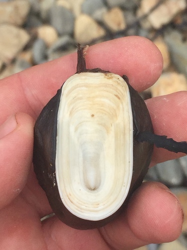 Scutus breviculus