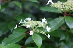 Hydrangea heteromalla
