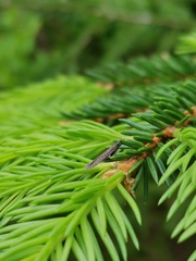 Neofaculta ericetella
