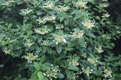 Hydrangea heteromalla