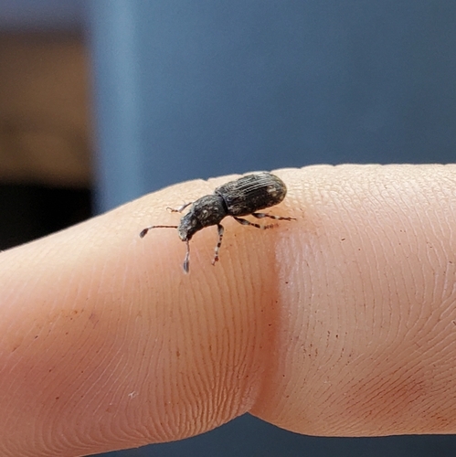 Fungus weevil photo 5