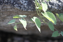Vitis peninsularis